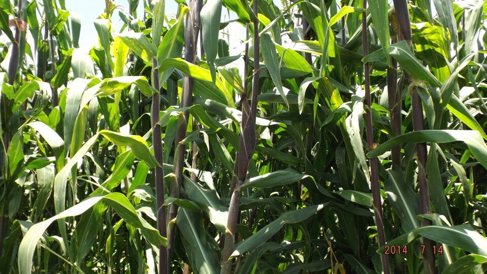 cultivo de maiz